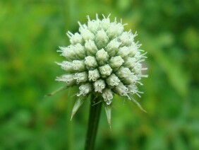 Eryngium yuccifolium Rattlesnake Master