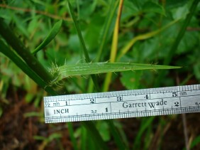 Eryngium yuccifolium Rattlesnake Master