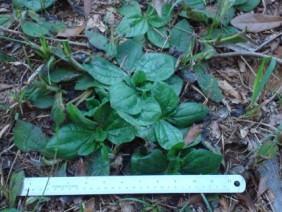 Helianthus radula Rayless Sunflower