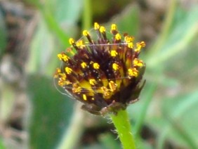 Helianthus radula Rayless Sunflower