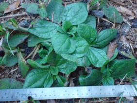 Helianthus radula Rayless Sunflower