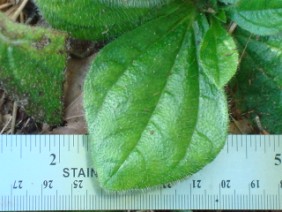 Helianthus radula Rayless Sunflower