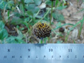 Helianthus radula Rayless Sunflower