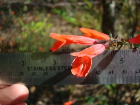 Calamintha coccinea Red Basil