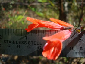 Calamintha coccinea Red Basil