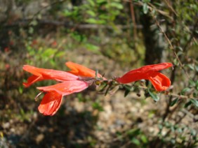 Calamintha coccinea Red Basil