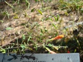 Calamintha coccinea Red Basil