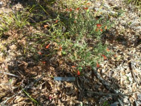 Calamintha coccinea Red Basil