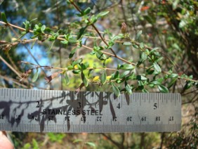 Calamintha coccinea Red Basil