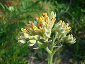 Lachnanthes caroliniana Redroot