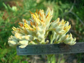 Lachnanthes caroliniana Redroot