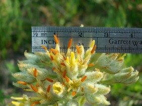 Lachnanthes caroliniana Redroot