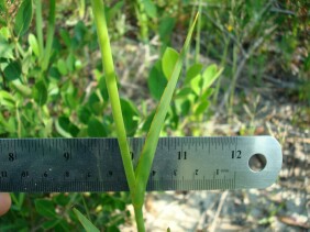 Lachnanthes caroliniana Redroot