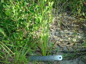 Lachnanthes caroliniana Redroot