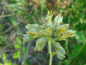 Lachnanthes caroliniana Redroot