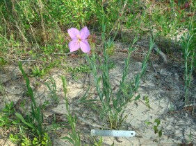 Rhexia alifanus Meadow Beauty