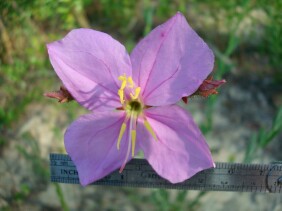 Rhexia alifanus Meadow Beauty