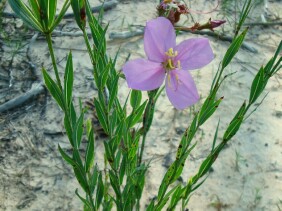 Rhexia alifanus Meadow Beauty