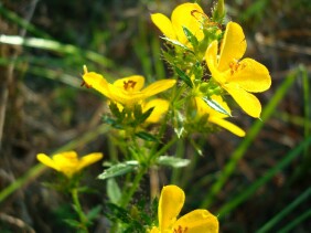 Rhexia lutea Meadow Beauty