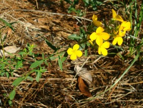 Rhexia lutea Meadow Beauty