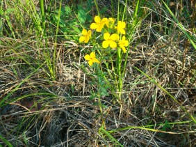 Rhexia lutea Meadow Beauty