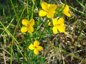 Rhexia lutea Meadow Beauty