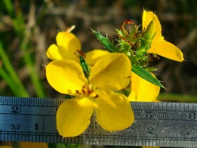 Rhexia lutea Meadow Beauty