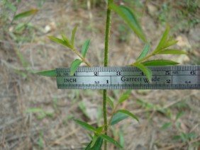 Rhexia mariana Meadow Beauty