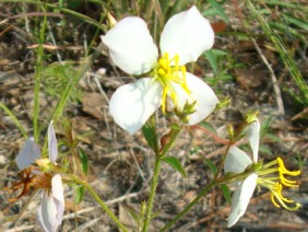 Rhexia mariana Meadow Beauty