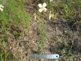 Rhexia mariana Meadow Beauty