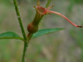 Rhexia mariana Meadow Beauty