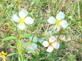 Rhexia mariana Meadow Beauty