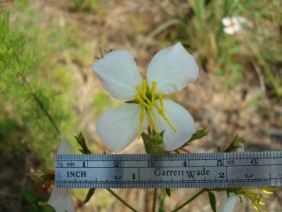 Rhexia mariana Meadow Beauty