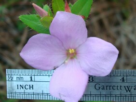 Rhexia petiolata Fringed Meadow Beauty