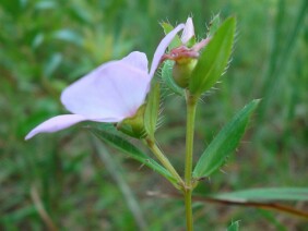 Rhexia petiolata Fringed Meadow Beauty