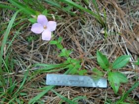 Rhexia petiolata Fringed Meadow Beauty