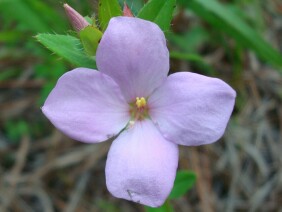 Rhexia petiolata Fringed Meadow Beauty