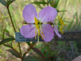 Rhexia virginica Meadow Beauty