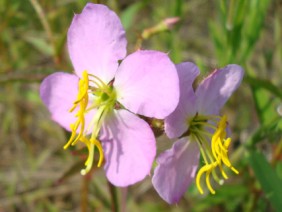 Rhexia virginica Meadow Beauty