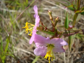 Rhexia virginica Meadow Beauty