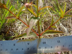 Rhexia virginica Meadow Beauty