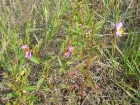 Rhexia virginica Meadow Beauty