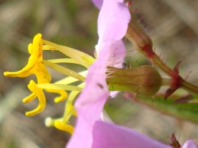 Rhexia virginica Meadow Beauty