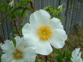 Rosa laevigata, Cherokee Rose