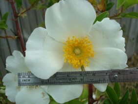 Rosa laevigata, Cherokee Rose