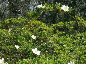 Rosa laevigata, Cherokee Rose