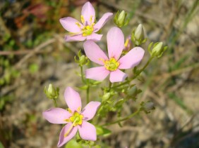 Sabatia angularis Rose Pink