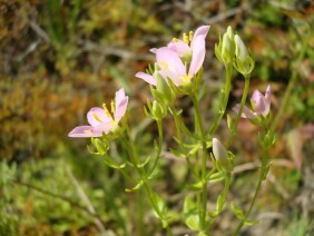 Sabatia angularis Rose Pink