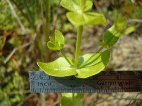 Sabatia angularis Rose Pink