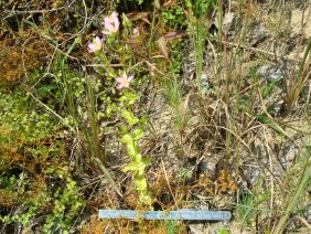 Sabatia angularis Rose Pink